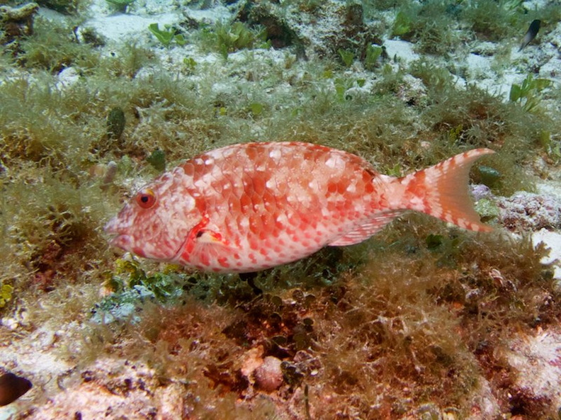 Redtail Parrofish, Initial Phase IMG_9483.jpg